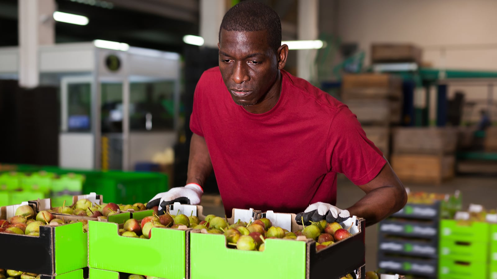 warehouse worker loading boxes with fresh pears